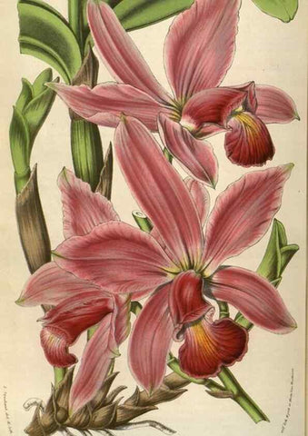 Reproducción/Reproduction 49583834171: Flore des serres et des jardins de l'Europe. A Gand :chez Louis van Houtte, eÌditeur,1845-1880.. 