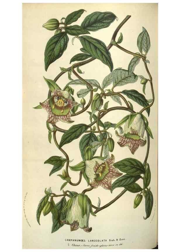 Reproducción/Reproduction 49584067842: Flore des serres et des jardins de l'Europe. A Gand :chez Louis van Houtte, eÌditeur,1845-1880.. 