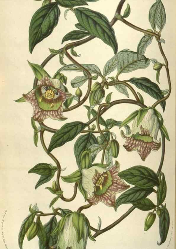 Reproducción/Reproduction 49584067842: Flore des serres et des jardins de l'Europe. A Gand :chez Louis van Houtte, eÌditeur,1845-1880.. 