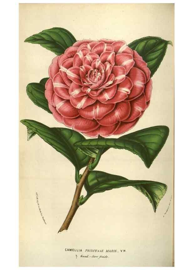 Reproducción/Reproduction 49583834691: Flore des serres et des jardins de l'Europe. A Gand :chez Louis van Houtte, eÌditeur,1845-1880.. 