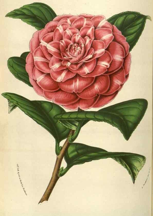 Reproducción/Reproduction 49583834691: Flore des serres et des jardins de l'Europe. A Gand :chez Louis van Houtte, eÌditeur,1845-1880.. 