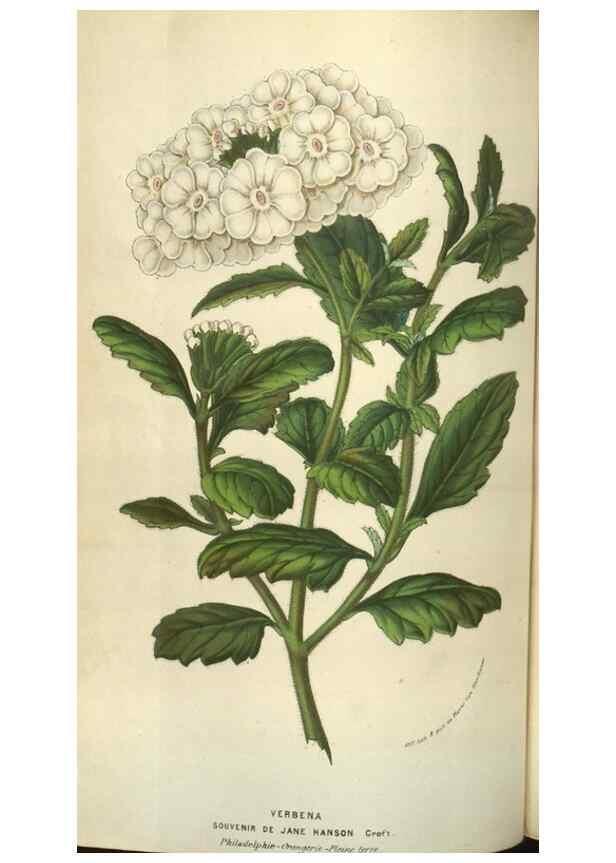 Reproducción/Reproduction 49583834996: Flore des serres et des jardins de l'Europe. A Gand :chez Louis van Houtte, eÌditeur,1845-1880.. 