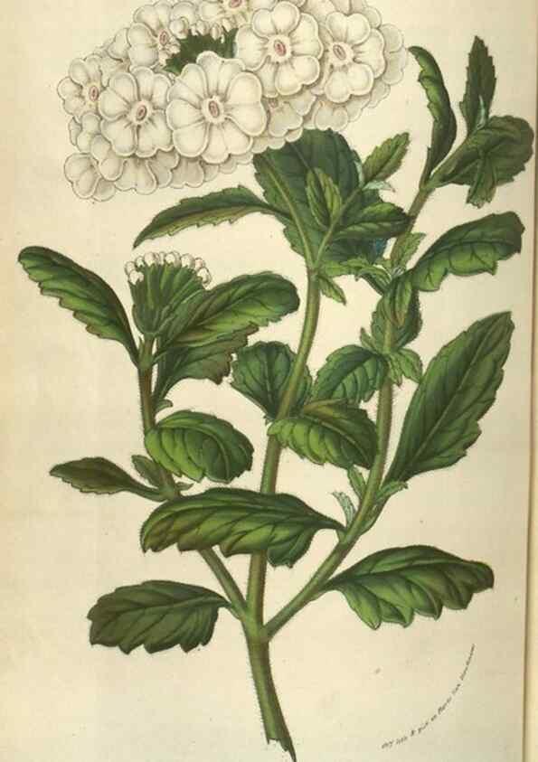 Reproducción/Reproduction 49583834996: Flore des serres et des jardins de l'Europe. A Gand :chez Louis van Houtte, eÌditeur,1845-1880.. 