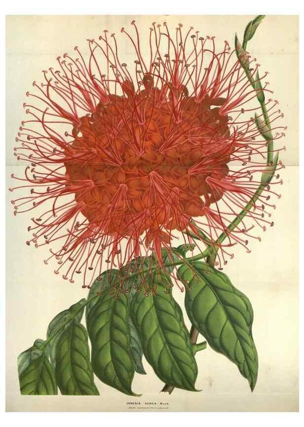 Reproducción/Reproduction 49583835216: Flore des serres et des jardins de l'Europe. A Gand :chez Louis van Houtte, eÌditeur,1845-1880.. 
