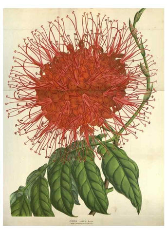 Reproducción/Reproduction 49583835216: Flore des serres et des jardins de l'Europe. A Gand :chez Louis van Houtte, eÌditeur,1845-1880.. 