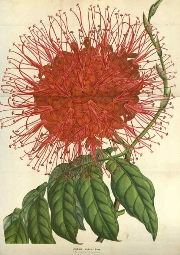 Reproducción/Reproduction 49583835216: Flore des serres et des jardins de l'Europe. A Gand :chez Louis van Houtte, eÌditeur,1845-1880.. 