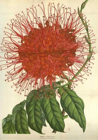 Reproducción/Reproduction 49583835216: Flore des serres et des jardins de l'Europe. A Gand :chez Louis van Houtte, eÌditeur,1845-1880.. 