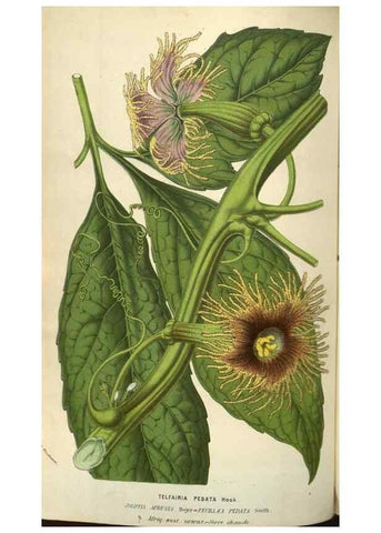 Reproducción/Reproduction 49583336433: Flore des serres et des jardins de l'Europe. A Gand :chez Louis van Houtte, eÌditeur,1845-1880.. 