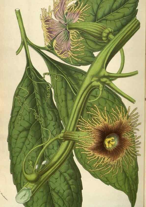 Reproducción/Reproduction 49583336433: Flore des serres et des jardins de l'Europe. A Gand :chez Louis van Houtte, eÌditeur,1845-1880.. 