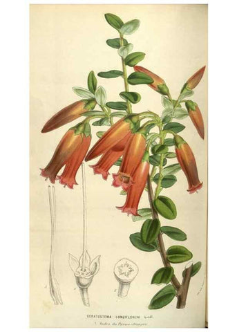 Reproducción/Reproduction 49584069282: Flore des serres et des jardins de l'Europe. A Gand :chez Louis van Houtte, eÌditeur,1845-1880.. 