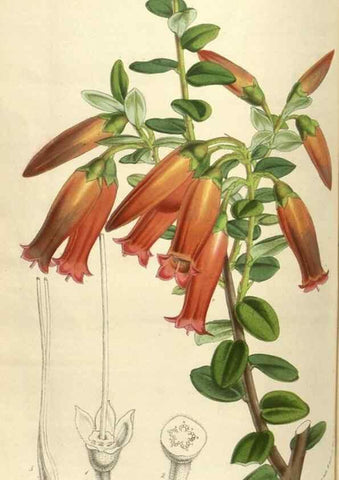 Reproducción/Reproduction 49584069282: Flore des serres et des jardins de l'Europe. A Gand :chez Louis van Houtte, eÌditeur,1845-1880.. 