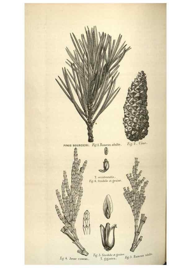 Reproducción/Reproduction 49583836106: Flore des serres et des jardins de l'Europe. A Gand :chez Louis van Houtte, eÌditeur,1845-1880.. 