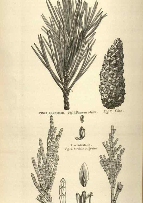 Reproducción/Reproduction 49583836106: Flore des serres et des jardins de l'Europe. A Gand :chez Louis van Houtte, eÌditeur,1845-1880.. 