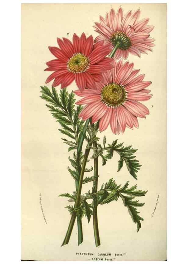Reproducción/Reproduction 49584064822: Flore des serres et des jardins de l'Europe. A Gand :chez Louis van Houtte, eÌditeur,1845-1880.. 