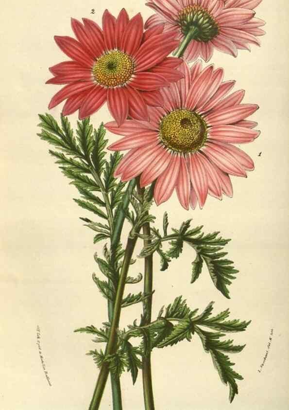Reproducción/Reproduction 49584064822: Flore des serres et des jardins de l'Europe. A Gand :chez Louis van Houtte, eÌditeur,1845-1880.. 