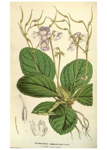Reproducción/Reproduction 49583332358: Flore des serres et des jardins de l'Europe. A Gand :chez Louis van Houtte, eÌditeur,1845-1880.. 
