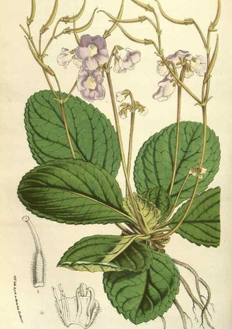 Reproducción/Reproduction 49583332358: Flore des serres et des jardins de l'Europe. A Gand :chez Louis van Houtte, eÌditeur,1845-1880.. 