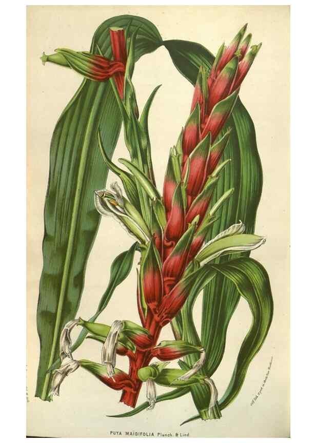 Reproducción/Reproduction 49584064222: Flore des serres et des jardins de l'Europe. A Gand :chez Louis van Houtte, eÌditeur,1845-1880.. 