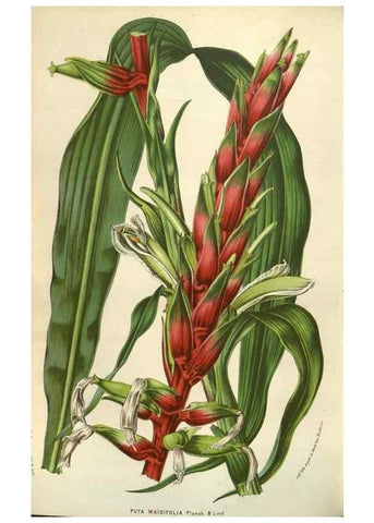Reproducción/Reproduction 49584064222: Flore des serres et des jardins de l'Europe. A Gand :chez Louis van Houtte, eÌditeur,1845-1880.. 