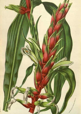 Reproducción/Reproduction 49584064222: Flore des serres et des jardins de l'Europe. A Gand :chez Louis van Houtte, eÌditeur,1845-1880.. 