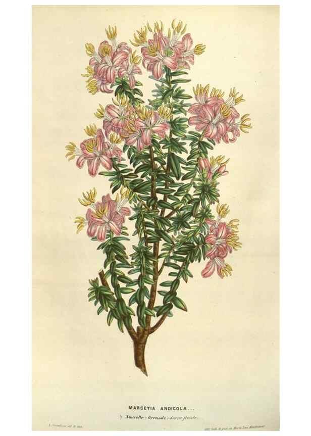 Reproducción/Reproduction 49584063857: Flore des serres et des jardins de l'Europe. A Gand :chez Louis van Houtte, eÌditeur,1845-1880.. 