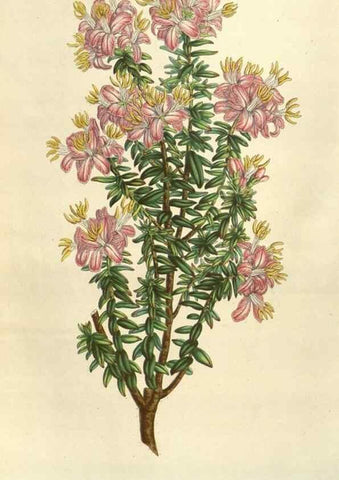 Reproducción/Reproduction 49584063857: Flore des serres et des jardins de l'Europe. A Gand :chez Louis van Houtte, eÌditeur,1845-1880.. 
