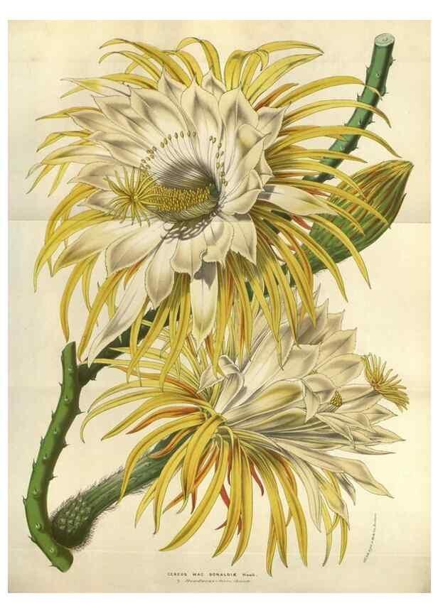 Reproducción/Reproduction 49583825851: Flore des serres et des jardins de l'Europe. A Gand :chez Louis van Houtte, eÌditeur,1845-1880.. 