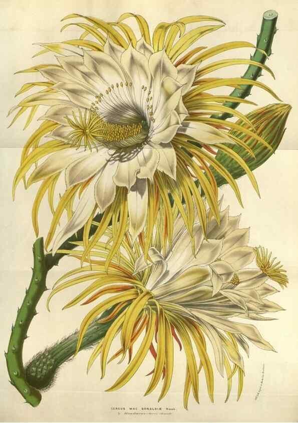 Reproducción/Reproduction 49583825851: Flore des serres et des jardins de l'Europe. A Gand :chez Louis van Houtte, eÌditeur,1845-1880.. 