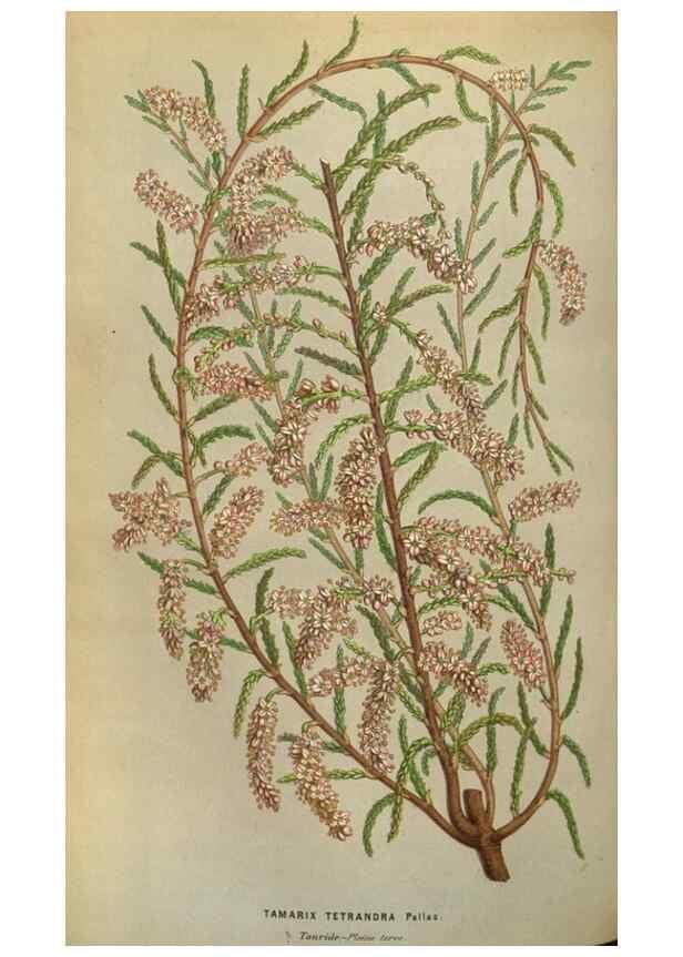 Reproducción/Reproduction 49583826141: Flore des serres et des jardins de l'Europe. A Gand :chez Louis van Houtte, eÌditeur,1845-1880.. 