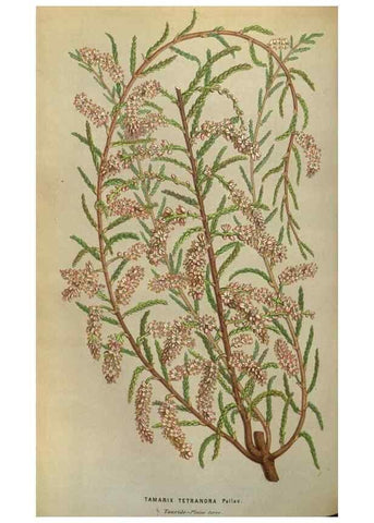Reproducción/Reproduction 49583826141: Flore des serres et des jardins de l'Europe. A Gand :chez Louis van Houtte, eÌditeur,1845-1880.. 