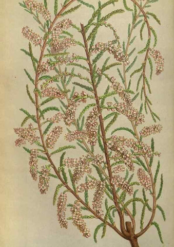 Reproducción/Reproduction 49583826141: Flore des serres et des jardins de l'Europe. A Gand :chez Louis van Houtte, eÌditeur,1845-1880.. 