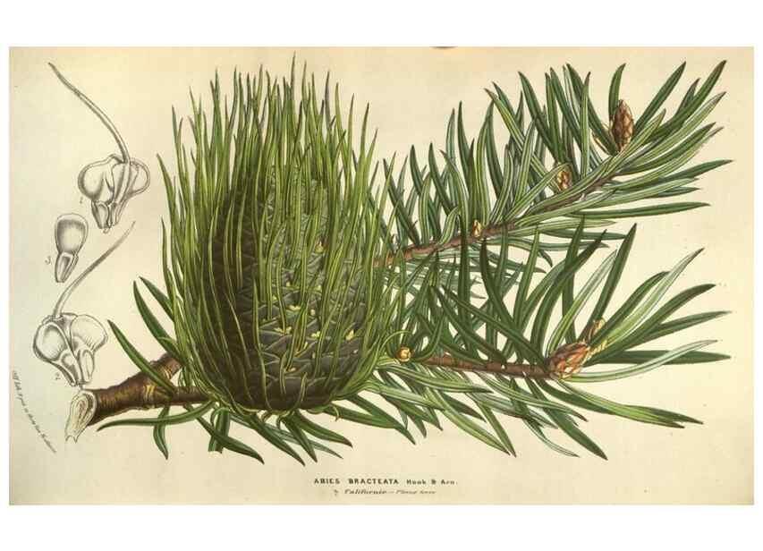 Reproducción/Reproduction 49584059467: Flore des serres et des jardins de l'Europe. A Gand :chez Louis van Houtte, eÌditeur,1845-1880.. 