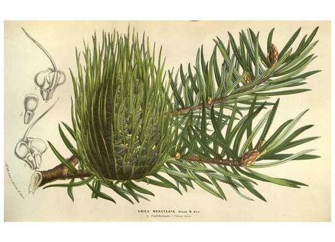 Reproducción/Reproduction 49584059467: Flore des serres et des jardins de l'Europe. A Gand :chez Louis van Houtte, eÌditeur,1845-1880.. 