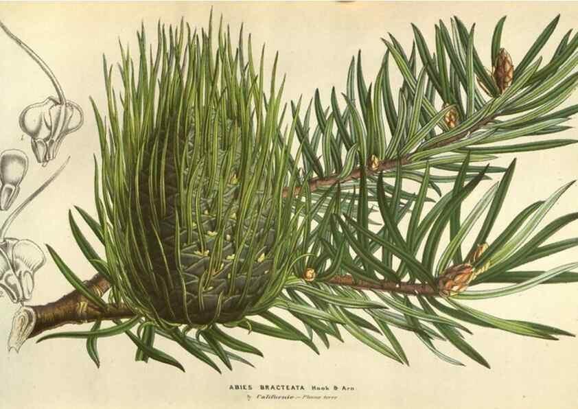 Reproducción/Reproduction 49584059467: Flore des serres et des jardins de l'Europe. A Gand :chez Louis van Houtte, eÌditeur,1845-1880.. 