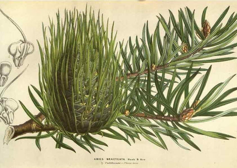 Reproducción/Reproduction 49584059467: Flore des serres et des jardins de l'Europe. A Gand :chez Louis van Houtte, eÌditeur,1845-1880.. 