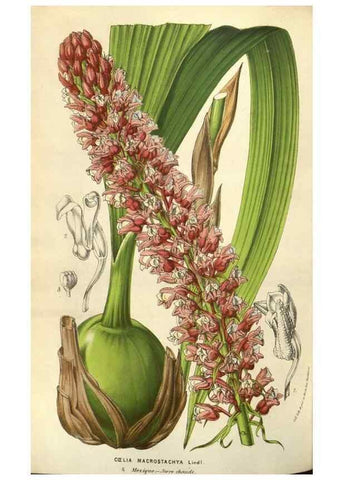 Reproducción/Reproduction 49584059742: Flore des serres et des jardins de l'Europe. A Gand :chez Louis van Houtte, eÌditeur,1845-1880.. 