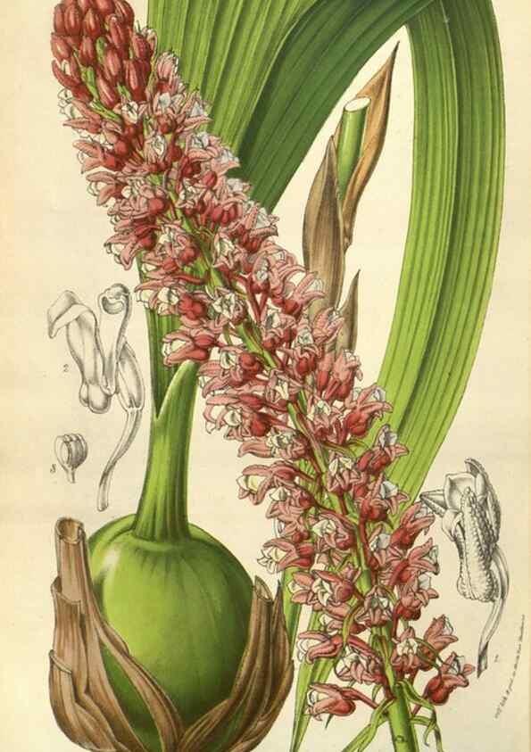 Reproducción/Reproduction 49584059742: Flore des serres et des jardins de l'Europe. A Gand :chez Louis van Houtte, eÌditeur,1845-1880.. 