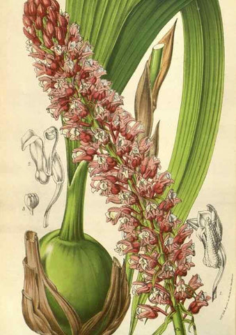 Reproducción/Reproduction 49584059742: Flore des serres et des jardins de l'Europe. A Gand :chez Louis van Houtte, eÌditeur,1845-1880.. 