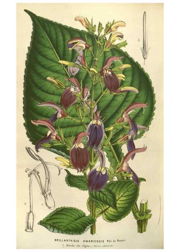 Reproducción/Reproduction 49584060112: Flore des serres et des jardins de l'Europe. A Gand :chez Louis van Houtte, eÌditeur,1845-1880.. 