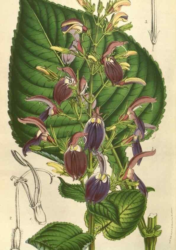 Reproducción/Reproduction 49584060112: Flore des serres et des jardins de l'Europe. A Gand :chez Louis van Houtte, eÌditeur,1845-1880.. 