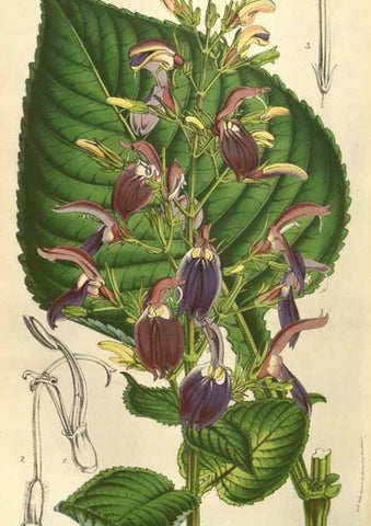 Reproducción/Reproduction 49584060112: Flore des serres et des jardins de l'Europe. A Gand :chez Louis van Houtte, eÌditeur,1845-1880.. 
