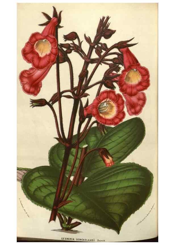 Reproducción/Reproduction 49583827256: Flore des serres et des jardins de l'Europe. A Gand :chez Louis van Houtte, eÌditeur,1845-1880.. 