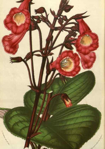 Reproducción/Reproduction 49583827256: Flore des serres et des jardins de l'Europe. A Gand :chez Louis van Houtte, eÌditeur,1845-1880.. 
