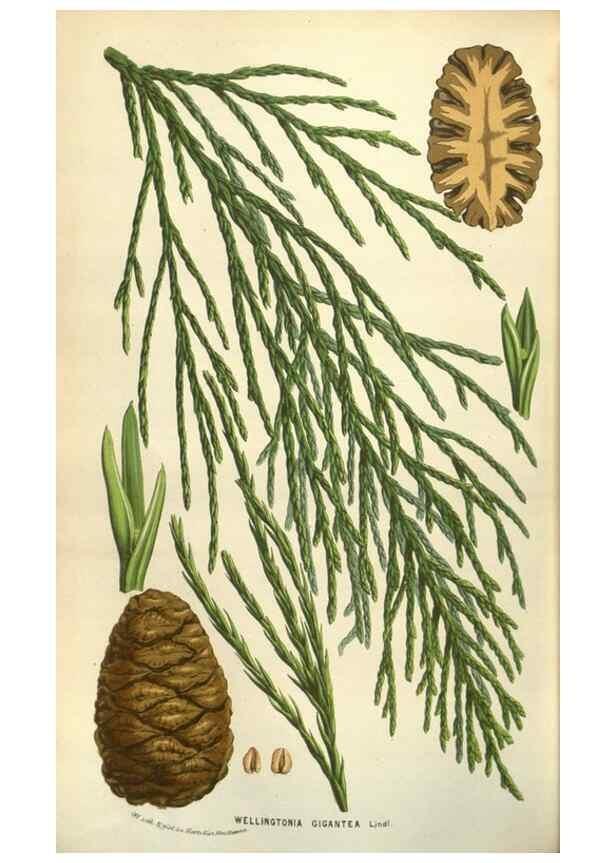 Reproducción/Reproduction 49583328688: Flore des serres et des jardins de l'Europe. A Gand :chez Louis van Houtte, eÌditeur,1845-1880.. 
