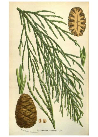 Reproducción/Reproduction 49583328688: Flore des serres et des jardins de l'Europe. A Gand :chez Louis van Houtte, eÌditeur,1845-1880.. 