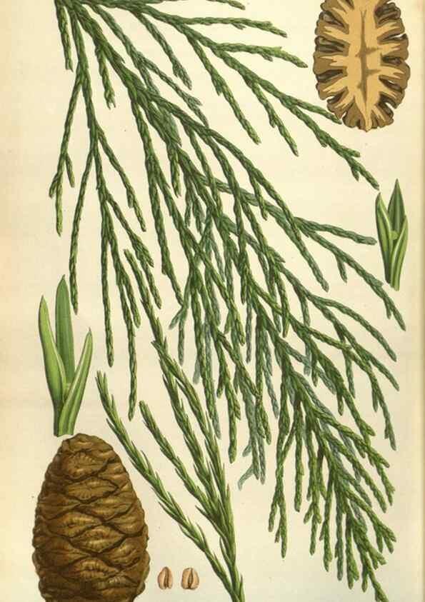 Reproducción/Reproduction 49583328688: Flore des serres et des jardins de l'Europe. A Gand :chez Louis van Houtte, eÌditeur,1845-1880.. 