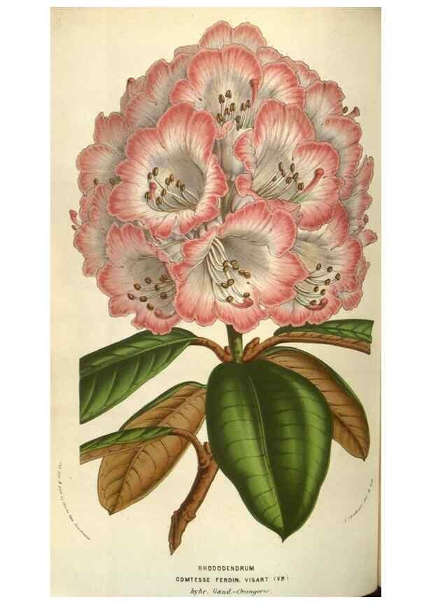 Reproducción/Reproduction 49583836456: Flore des serres et des jardins de l'Europe. A Gand :chez Louis van Houtte, eÌditeur,1845-1880.. 