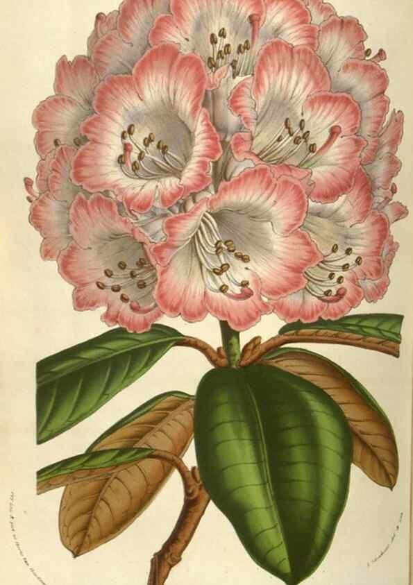 Reproducción/Reproduction 49583836456: Flore des serres et des jardins de l'Europe. A Gand :chez Louis van Houtte, eÌditeur,1845-1880.. 