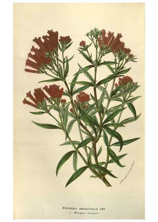 Reproducción/Reproduction 49584061202: Flore des serres et des jardins de l'Europe. A Gand :chez Louis van Houtte, eÌditeur,1845-1880.. 