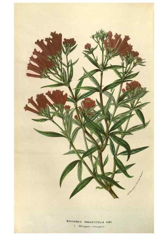 Reproducción/Reproduction 49584061202: Flore des serres et des jardins de l'Europe. A Gand :chez Louis van Houtte, eÌditeur,1845-1880.. 